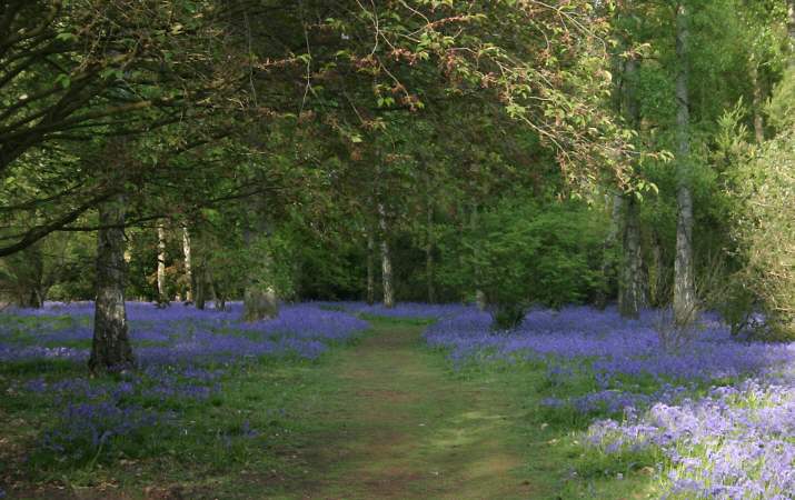 Winkworth Arboretum - gardens in spring