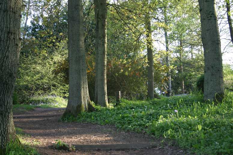 Winkworth Arboretum - gardens in spring