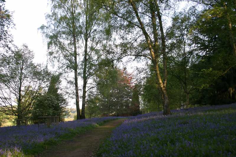 Winkworth Arboretum - gardens in spring