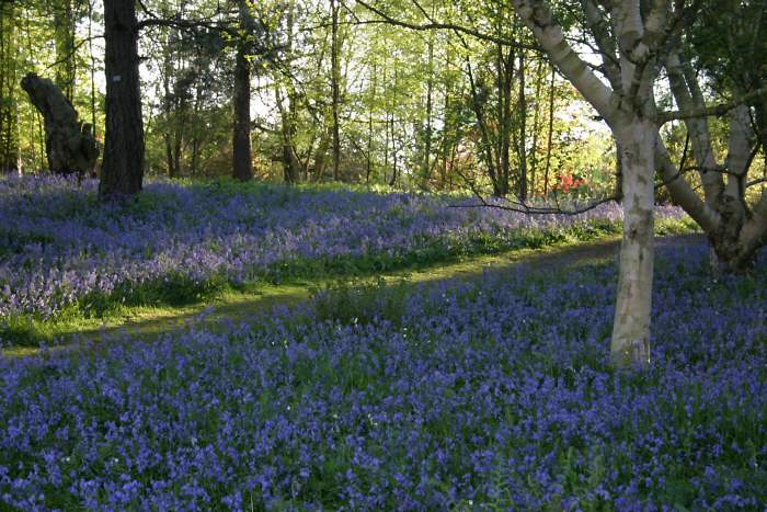Winkworth Arboretum - gardens in spring