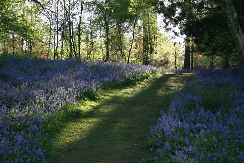 Winkworth Arboretum - gardens in spring
