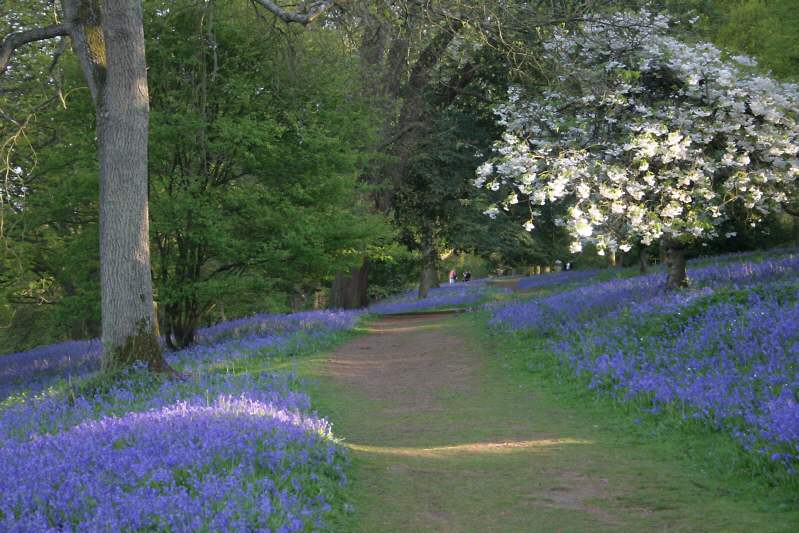 Winkworth Arboretum - gardens in spring