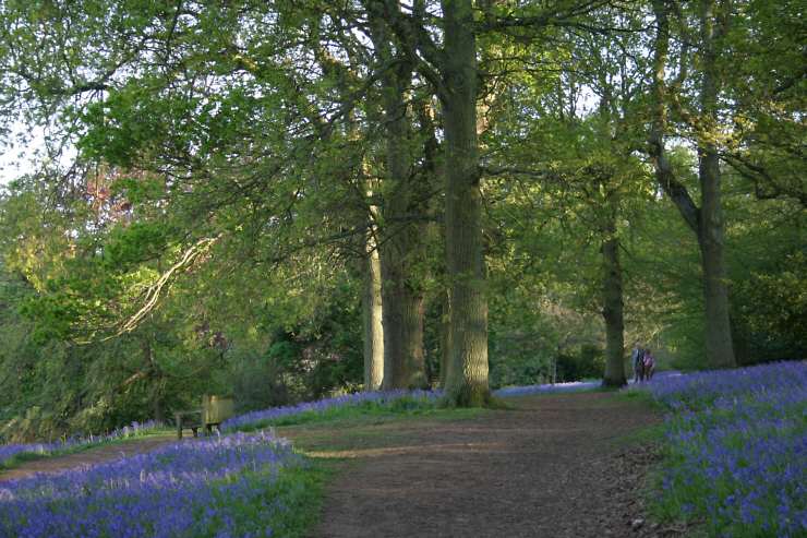 Winkworth Arboretum - gardens in spring