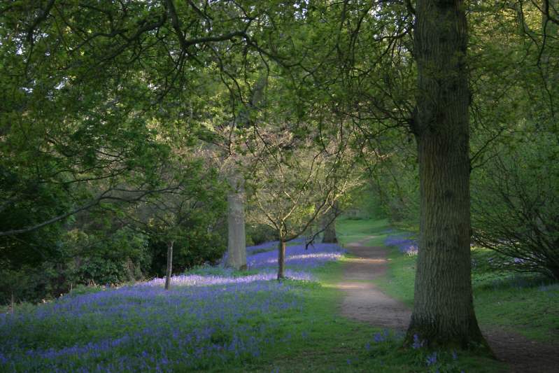 Winkworth Arboretum - gardens in spring