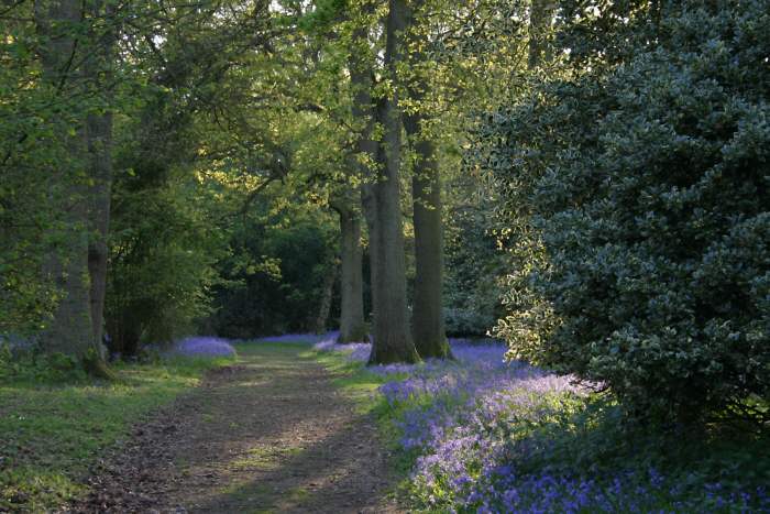 Winkworth Arboretum - gardens in spring