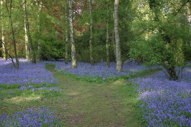 Winkworth Arboretum - gardens in spring