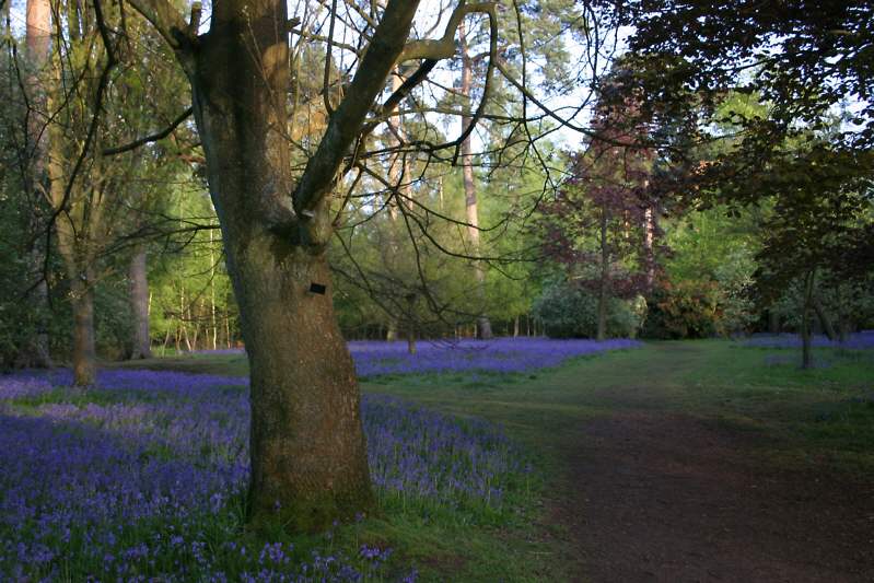 Winkworth Arboretum - gardens in spring