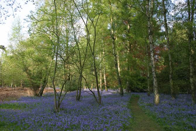 Winkworth Arboretum - gardens in spring
