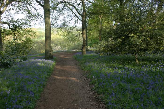 Winkworth Arboretum - gardens in spring