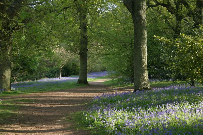 Winkworth Arboretum - gardens in spring