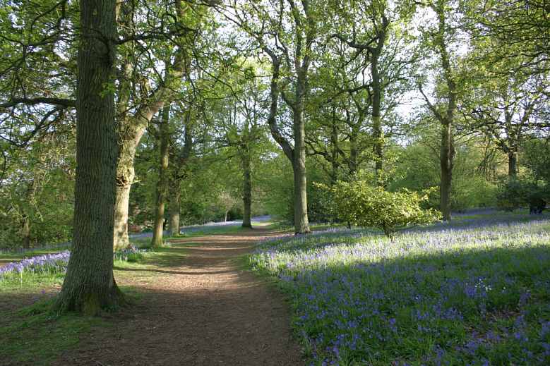 Winkworth Arboretum - gardens in spring