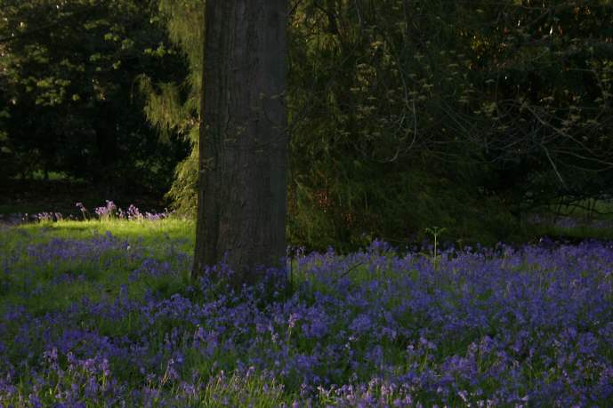 Winkworth Arboretum - gardens in spring