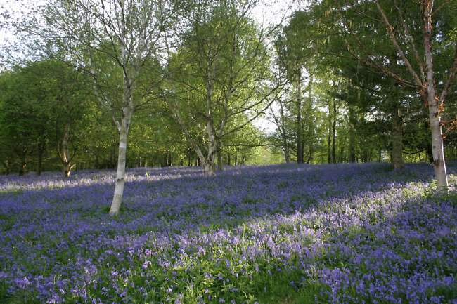 Winkworth Arboretum - gardens in spring