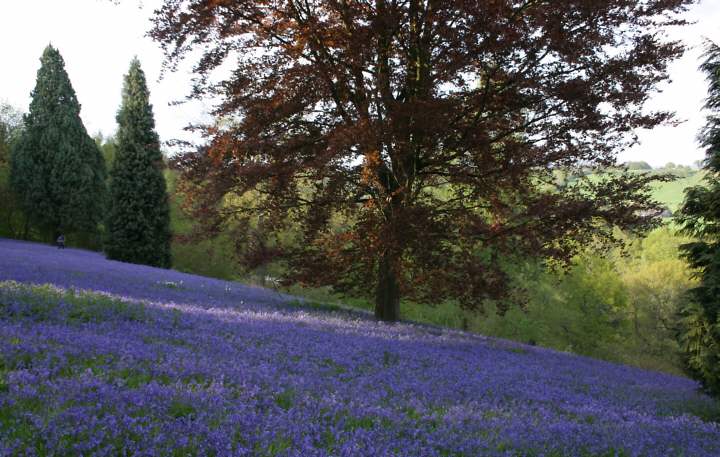 Winkworth Arboretum - gardens in spring