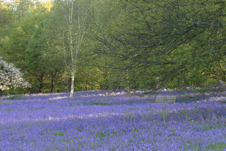Winkworth Arboretum - gardens in spring