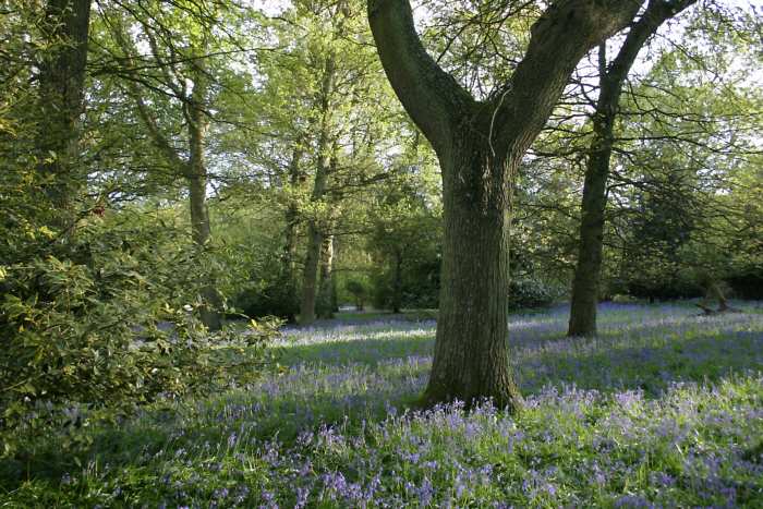 Winkworth Arboretum - gardens in spring