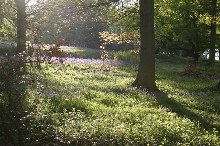 Winkworth Arboretum - gardens in spring