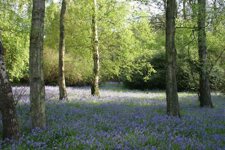 Winkworth Arboretum - gardens in spring