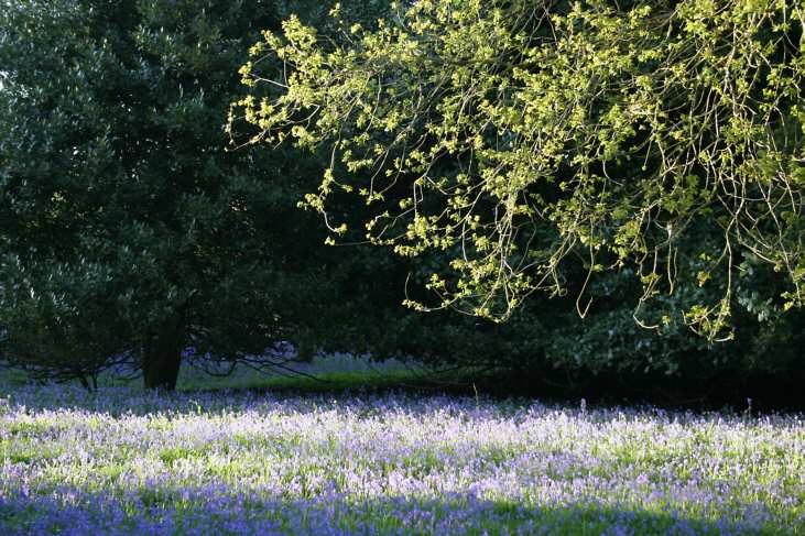 Winkworth Arboretum - gardens in spring