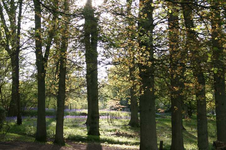 Winkworth Arboretum - gardens in spring