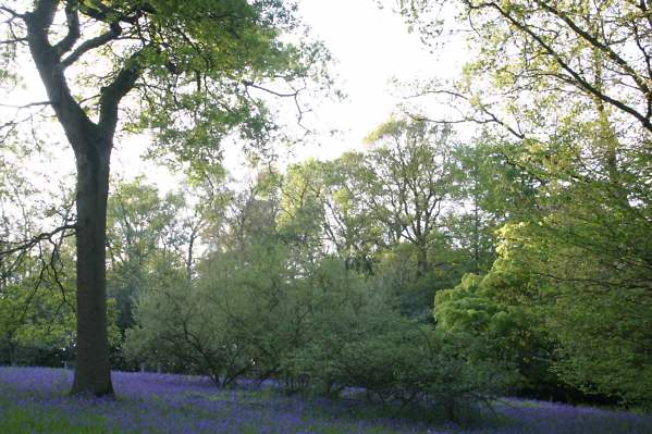 Winkworth Arboretum - gardens in spring