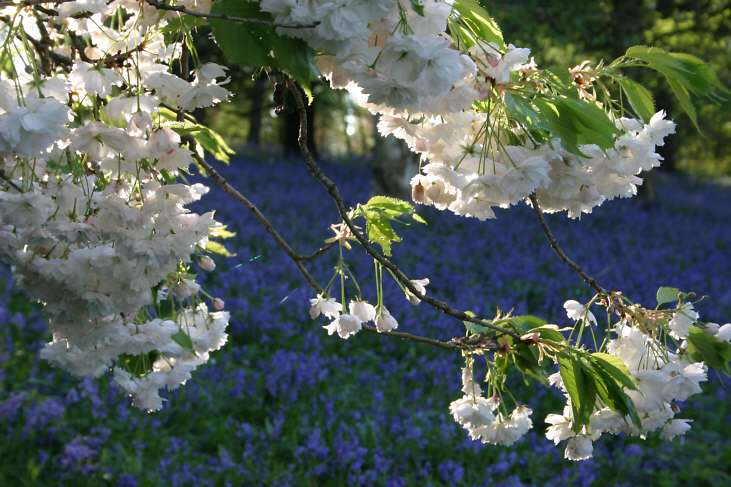 Winkworth Arboretum - gardens in spring