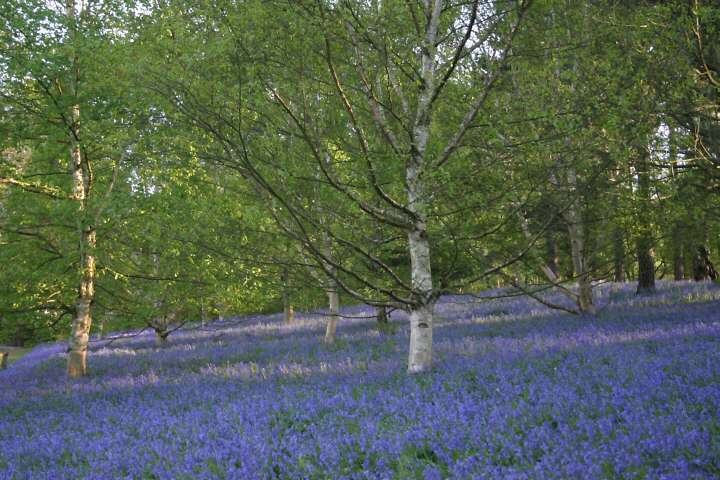 Winkworth Arboretum - gardens in spring