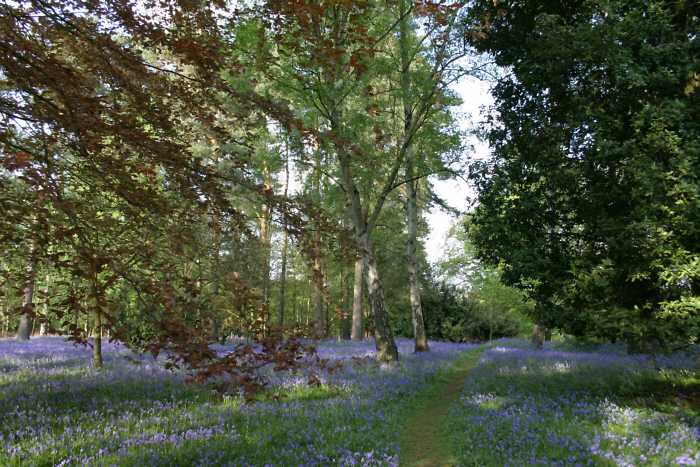 Winkworth Arboretum - gardens in spring