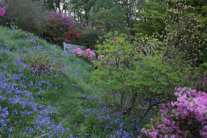 Winkworth Arboretum - gardens in spring