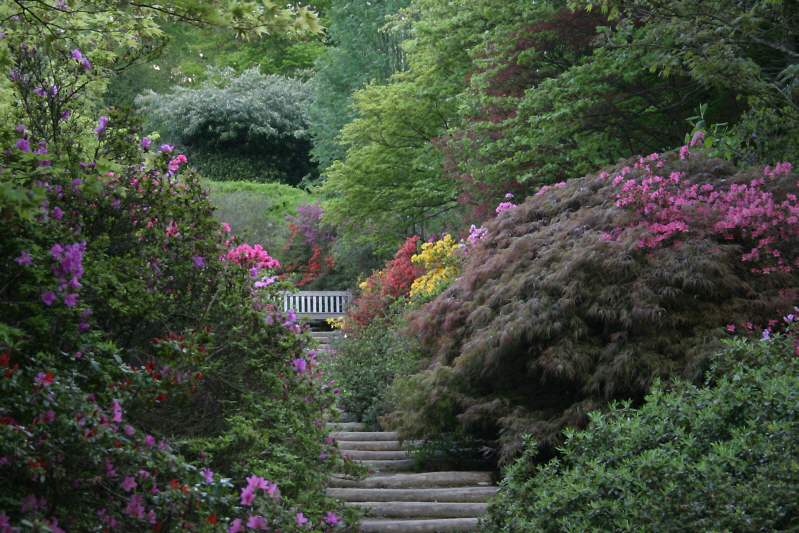 Winkworth Arboretum - gardens in spring