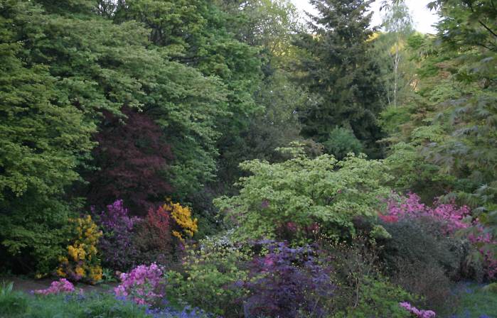 Winkworth Arboretum - gardens in spring