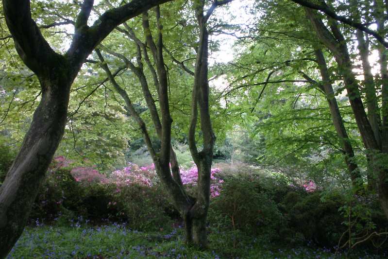 Winkworth Arboretum - gardens in spring