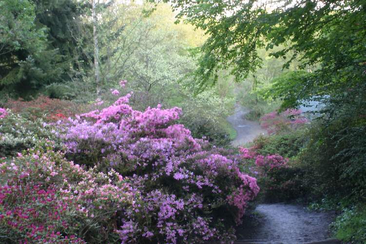 Winkworth Arboretum - gardens in spring